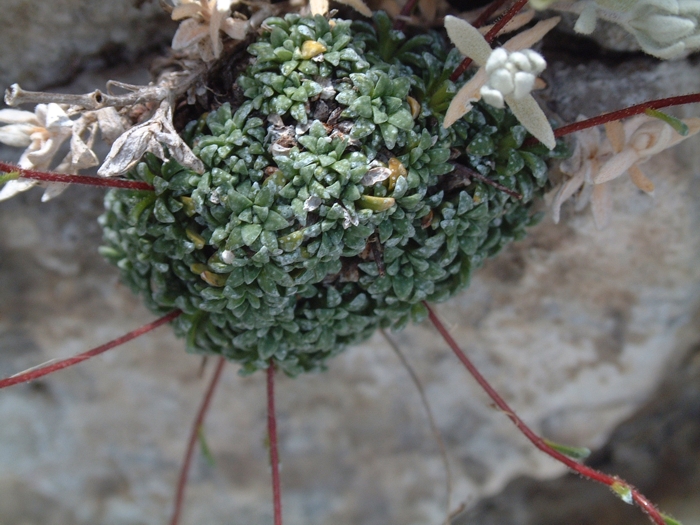 Saxifraga caesia / Sassifraga verdeazzurra